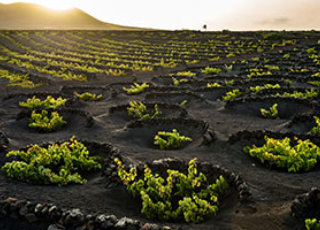 Fotoreise Lanzarote - El Grifo das Weinanbaugebiet
